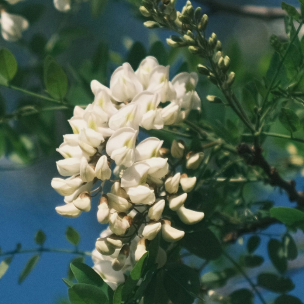 Atelier Faye Perfume 30ml #Acacia Bliss