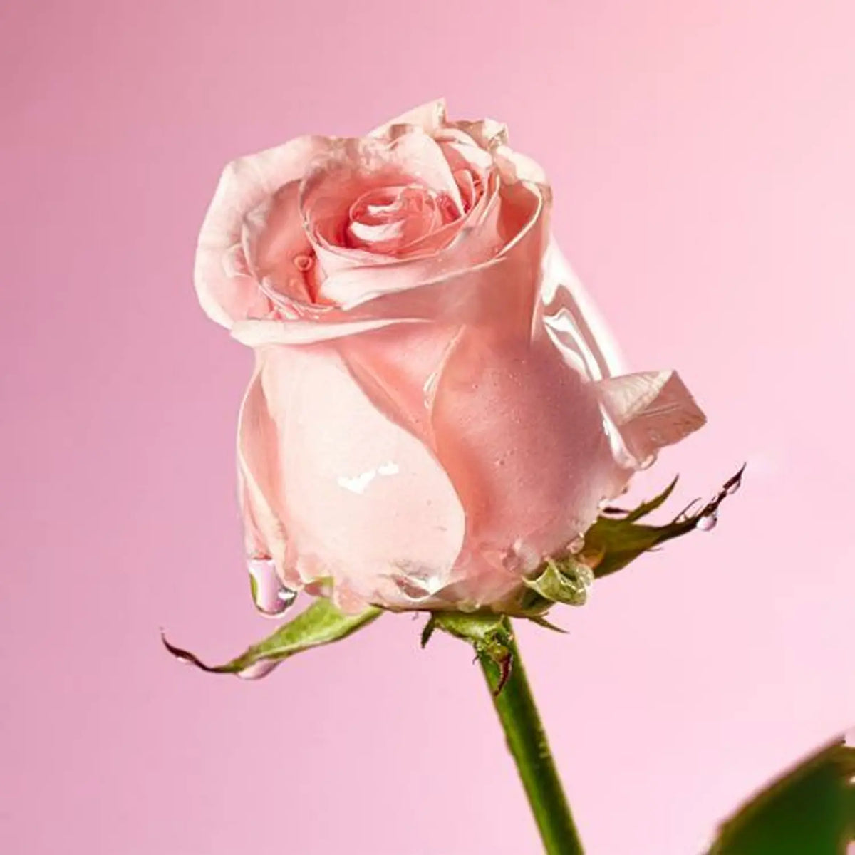 Mamonde Flora Glow Rose Alising Cream 50ml